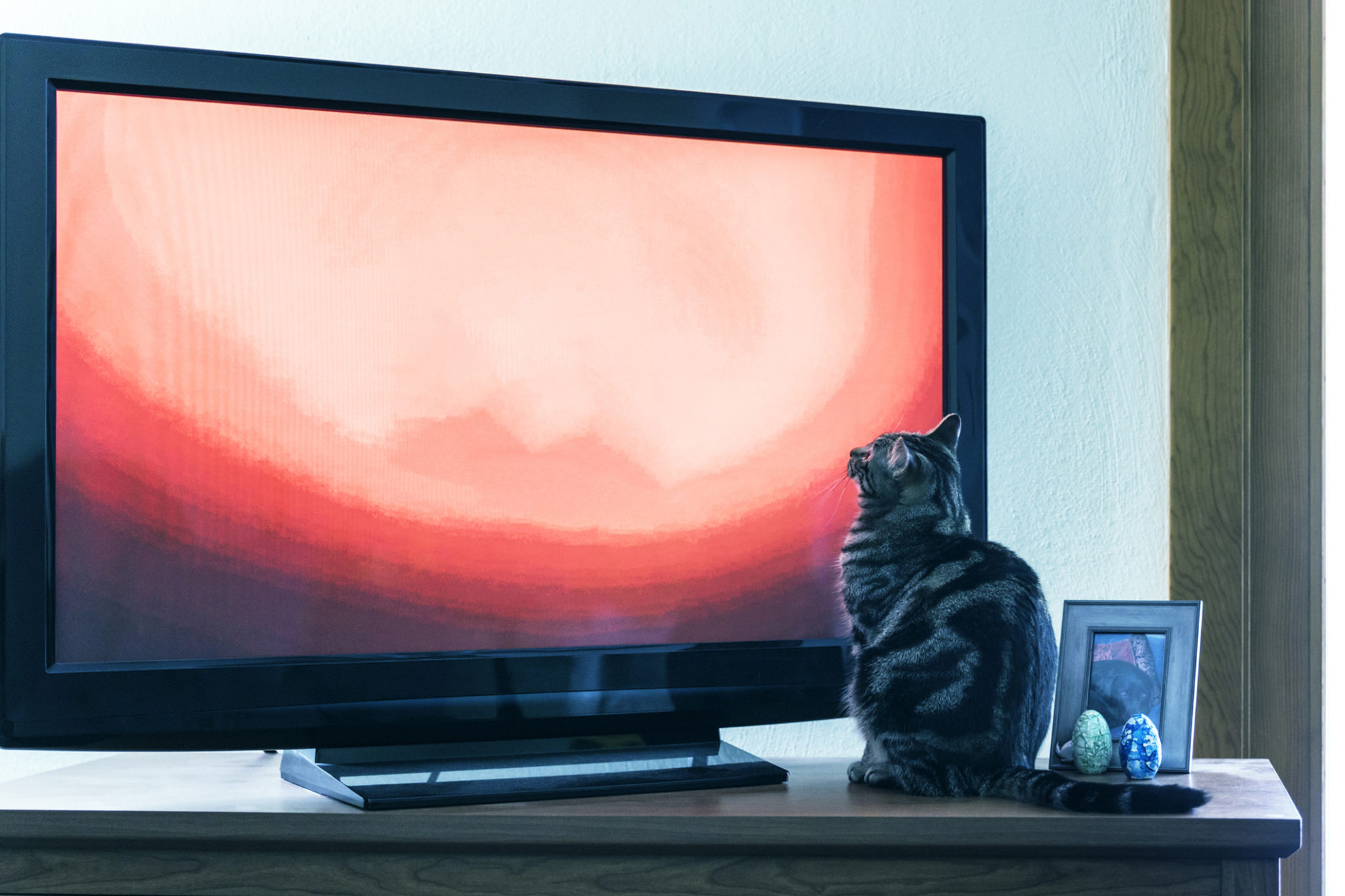 Does Your Senior Cat Really Like Watching TV? InHome Pet Euthanasia Heron's Crossing