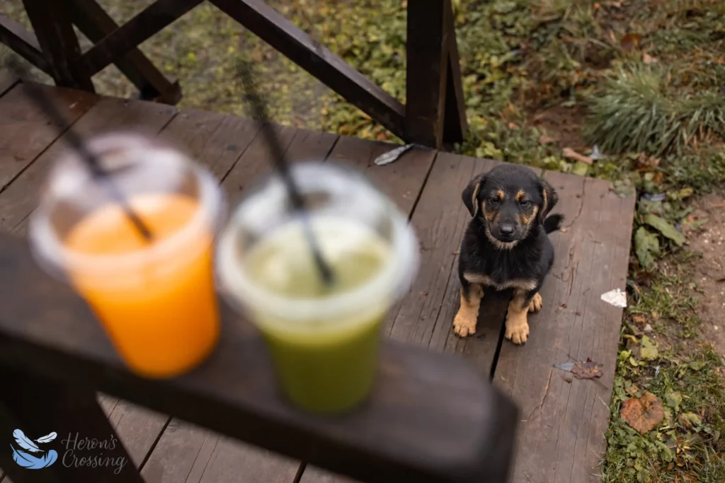 Fruit Smoothies for your Dog – In-Home Pet Euthanasia – Heron's Crossing