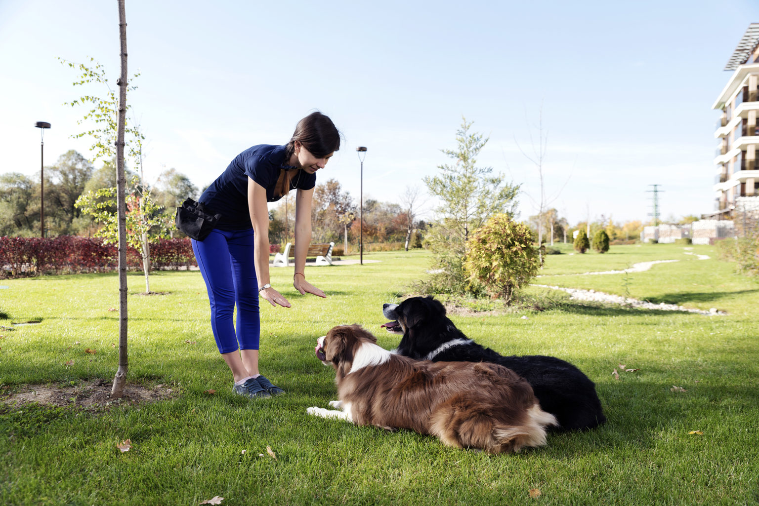 How To Pick A Dog Trainer In Home Pet Euthanasia Heron s Crossing