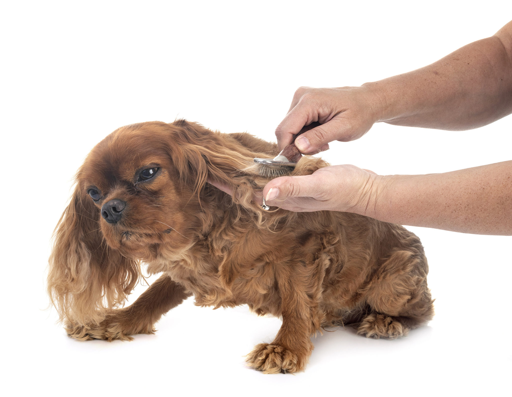 brushing-a-dog-that-hates-to-be-brushed-in-home-pet-euthanasia