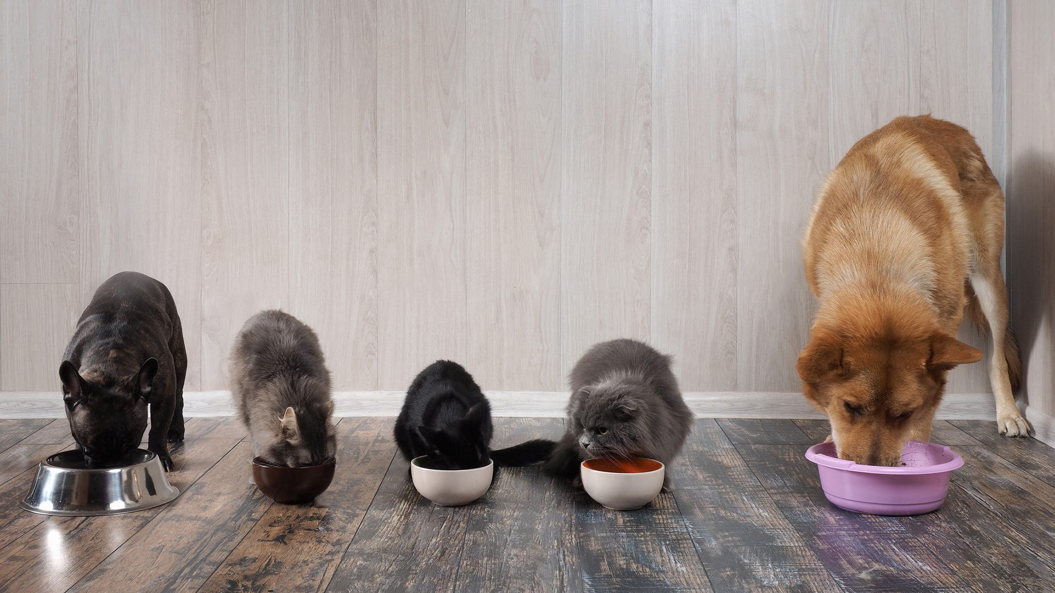 Ascorbyl Palmitate USP powder supplier Ascorbyl Palmitate USP powder supplier