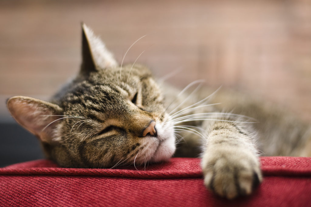 how much do senior cats sleep? 2