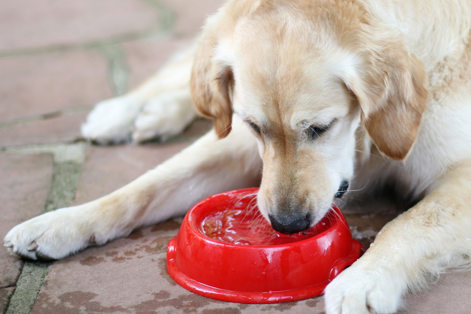 When Your Senior Dog Drinks A Lot Of Water – In-Home Pet Euthanasia