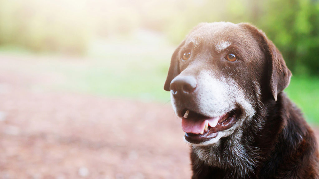 Tips For Walking Your Senior Dogs In Home Pet Euthanasia Heron S Crossing
