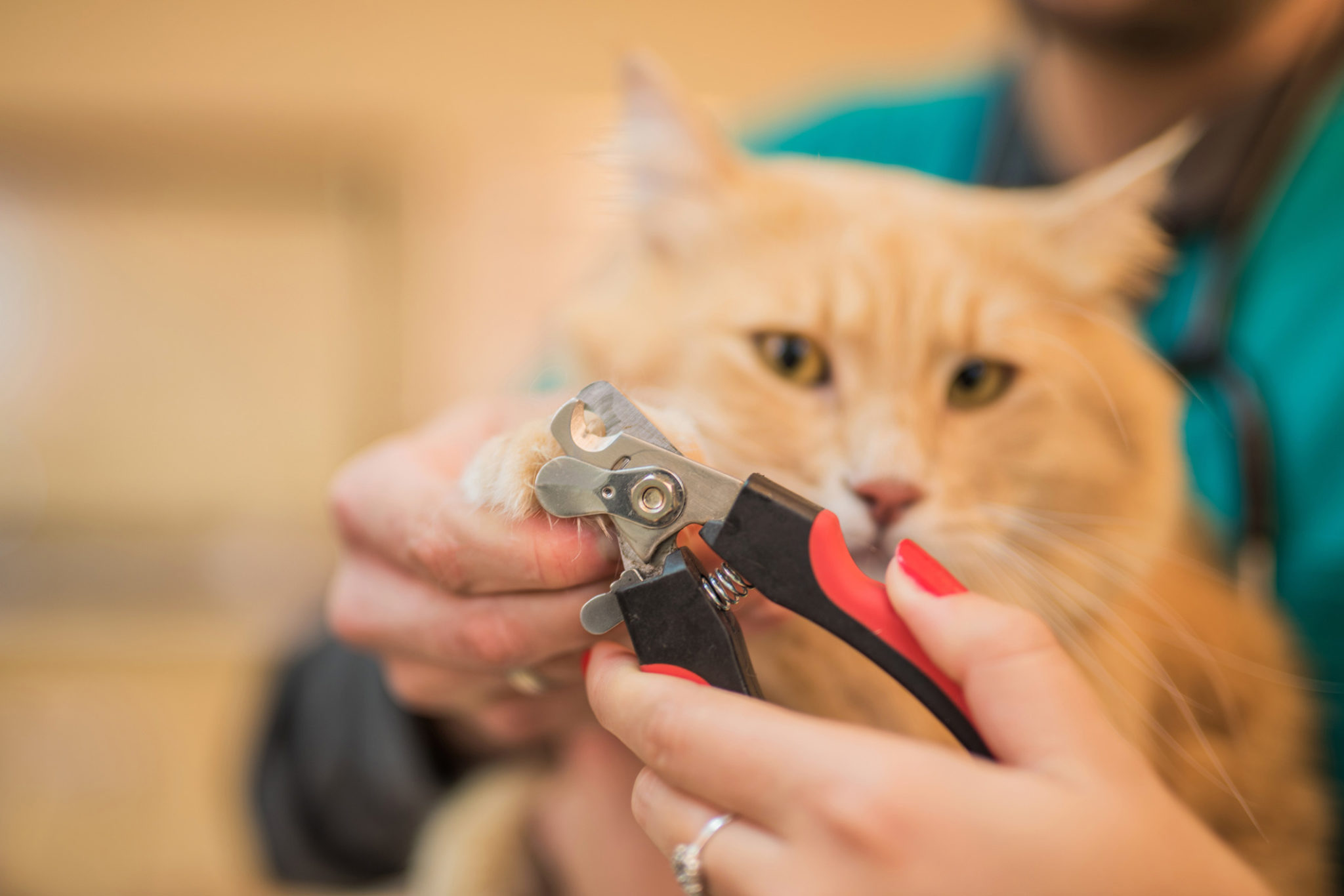 How to Trim Your Cat’s Nails InHome Pet Euthanasia Heron's Crossing